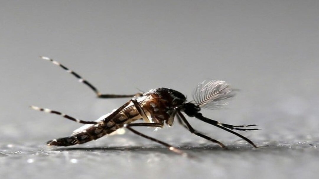 Quase 30% das cidades do Paraná tem suspeitas de dengue Quase 30% das cidades do Paraná tem suspeitas de dengue